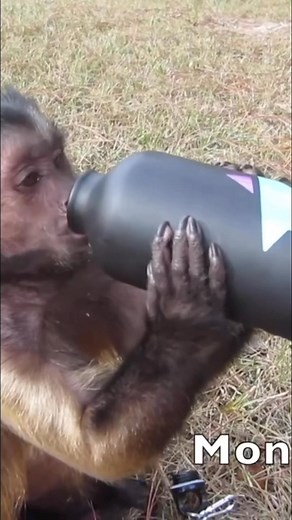 33K views · 1.7K reactions | MonkeyBoo on Reels | Facebook