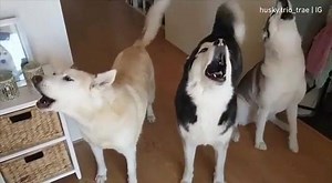 24K views · 827 reactions | This is what happens when you have 3 huskies and you leave all at home藍藍 Credit:petnlife | Husky Life | Facebook
