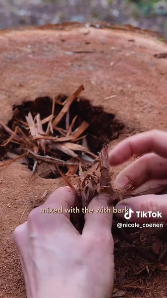 Creating a Long-Lasting Campfire with Cedar
