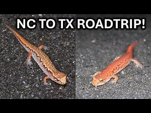 Desmog Mayhem - A Stellar Night in the Smokies! My Journey Back to Texas from NC