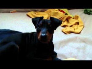 German pinscher Deutscher Pinscher Elton 15 Wochen (4).MP4