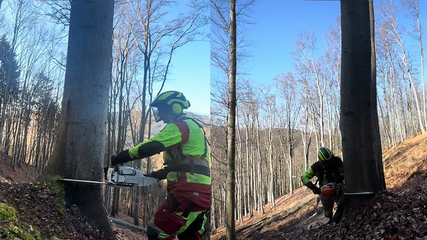 Giant Tree Felling with Expert Techniques That Will Amaze You