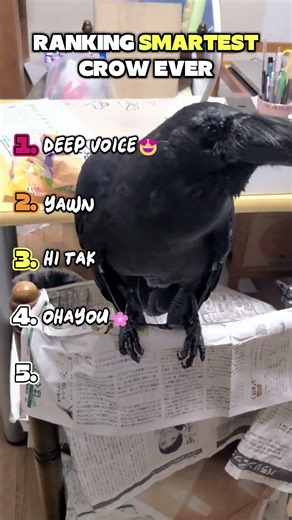 Ranking Smartest Crow 🐦‍⬛Ever #animal #smart #crow