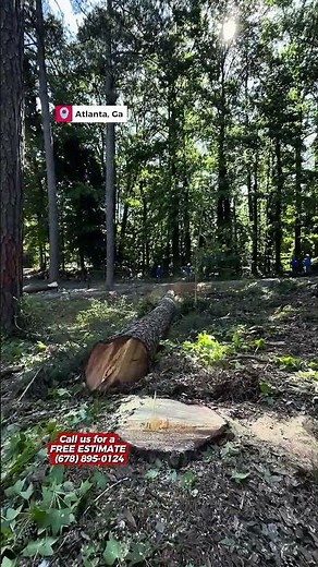 Tree removal in atlanta, ga
