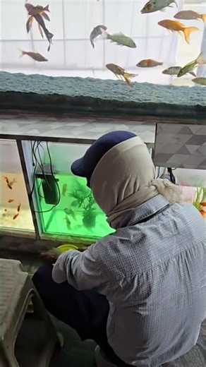 aquarium shop #fancygoldfish #aquariumfishmarket #fish #exoticaquariumfish #aquarium #megaquarium