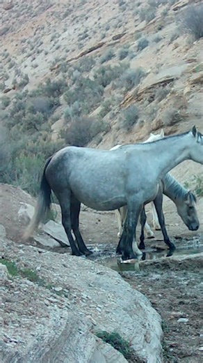 The Audacity of This Fox—Walks Right Past a Stallion