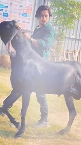 DIET MASTER ORDER KARNE KE LIYE WHATSAPP KAREIN:7417200862 | Sabri Goatfarm