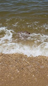 255K views · 2.5K reactions | Check out this Giant jellyfish!! | Wildwood Boardwalk | Facebook