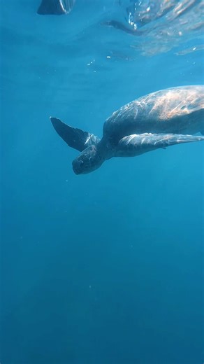 Epic moment 🐢 #turtle #shorts #shortsviral #snorkeling #travel