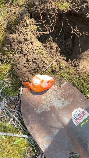 1.3M views · 3.5K reactions | I’ve never had a fish be so negatively affected by breeding. I get random fish spawning in my tanks on a weekly basis but never had it resulted in the death of one of the females but I guess there’s a first for everything. RIP Carrot, I’m sorry I didn’t notice this sooner to separate you, Donald and Joe don’t get bloodworms today. #RIPCARROT | Luke’s Goldies | Facebook