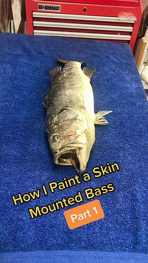 Painting a Largemouth Bass#taxidermist #bassfishing #largemouth #largemouthbass #fishing #taxidermy