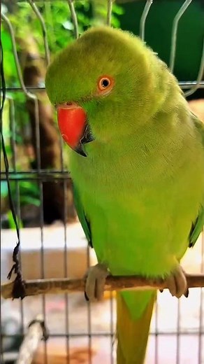 Amazing Parrot Tricks You Won’t Believe!