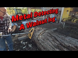 Metal detecting a walnut log # 785