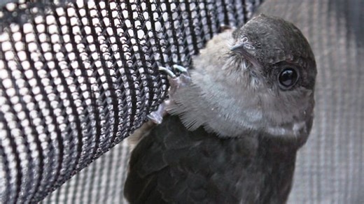 How many swifts can fit in a chimney? At least 2,400!