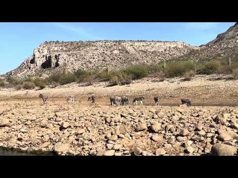 Wild Donkeys Grazing on Lake Pleasant, Arizona Jan 2025