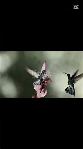 Beautiful and Amazing Birds 🐦