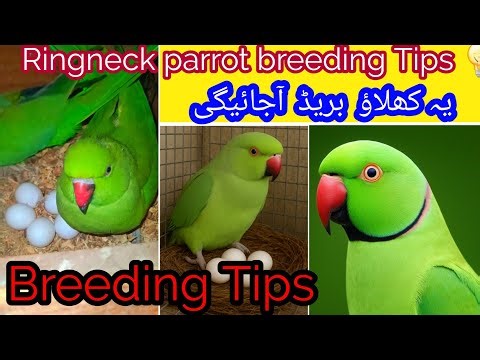 Ringneck parrot breeding guide 🦜 | Ringneck parrot breeding Tips 💡