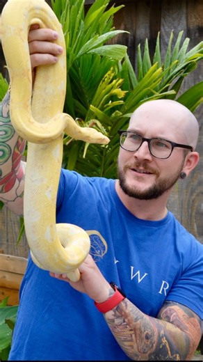 Wanna see my secret boa? . #boa #boaconstrictor #boaconstrictors #boaconstrictorimperator #albino #albinoanimals #albinosnake | Wickens Wicked Reptiles