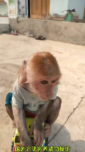 funny monkey 🐒🐒drive sport car#monkeylover #petlover #kittycat #kitty #petstiktok #pet #cartoon #beautiful #animals #fyp #viral #for #funny #tranding #foryou #prank #viraltiktok #foryoupage #capcut #capcut_edit #unfeezmyaccount @tianyuanmengchong @petfunny @V @FamilyPet @linjinhua @linjinhua @tianyuanmengchong @V