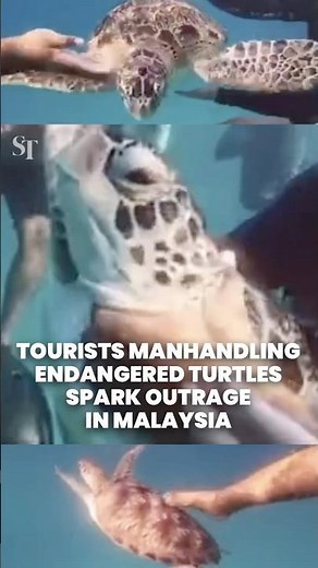 Tourists’ manhandling of endangered sea turtles sparks outrage in Malaysia