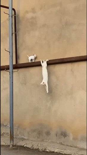 Cat Jumps with Kitten 🐱🐾 Adorable Funny Moment #Shorts
