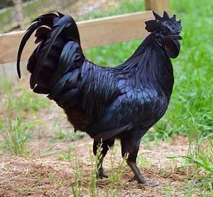 307K views · 3.5K reactions | This Rare “Goth Chicken” Is 100% Black...