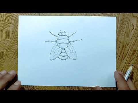 How to draw housefly step by step so easy