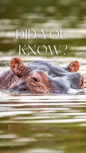 52 reactions · 4 comments | How many of these facts did you know? 類 . . . . #ugandasafari #exploreuganda #visituganda #wildlifelovers #animalfacts #ugandatourism #ugandawildlife | Wild Uganda | Facebook