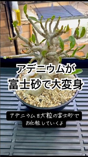 [Tuberous Plants] A large Adenium plant was transformed by applying Fuji sand #TuberousPlants #Ad...