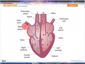 The Transport System