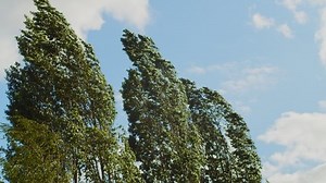 Hurricane Extremely Strong Wind On Sunny Stock Footage Video (100% Royalty-free) 1092202205 | Shutterstock