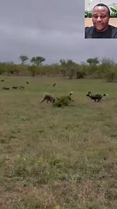 Wild dogs vs Hyenas #naturephotography #wildlifephotography #Hyena #highlightseveryone #nature #wildlife #share | Ide Page