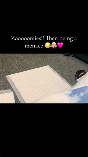 WinnieTheWiener (@winniethewienerdog26)’s videos with Can-Can - Johann Strauss Orchestra