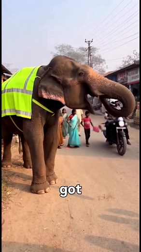 🐘 Elephant Crossing Guard #funny #funnyvideos | Paula Edward