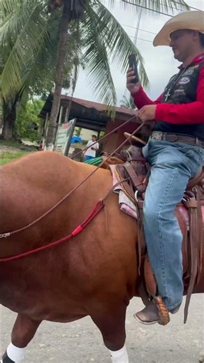 Torito