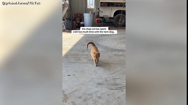 Moment Owner Realizes Cat Has Been Spending ‘a Bit Too Much Time’ With Dog