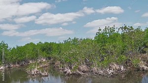POV of the tour by hovercraft running through the Mangrove tree in Everglades National Park of Florida in the United States of America.