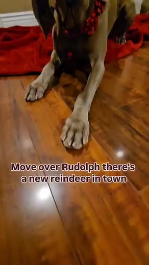Love this video❤️ | Weimaraner Owners