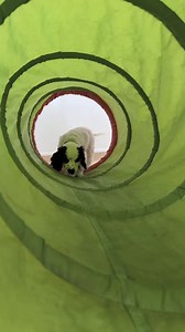 It's the Friday before Christmas, but one thing has been missing - it must be time for those cute clips! 🥰 Wilbur is learning how to play nicely with mum Summer, Jinx and Joey have been enjoying their zoomies, and hearing dog Clay still has those puppy dog eyes. Plus, Albert is having fun chasing his treat toy! Happy Friday everyone 🐾 | Hearing Dogs for Deaf People