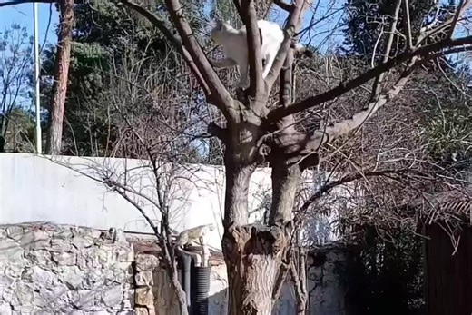 Prioritizing Your Pet's Health: Essential Care Tips