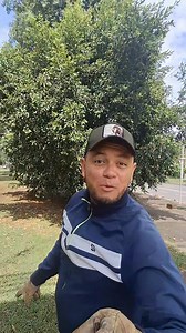 3.6M views · 34K reactions | El arbol que sirve para los espolones #nature #plantas | El Davis | Facebook