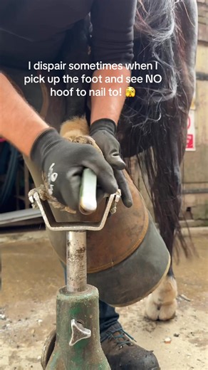 It does take a great amount of skill to secure a shot to a broken up hoof safely. Imagine the hoof wall is like your fingernail and we all know how uncomfortable a splinter can be. Well; if we go the wrong side of the white line…that’s what it’s like for the horses!! This is and will never not be precision work! 💅 #farrier #fyp #oddlysatisfying #hoofcare #asmr