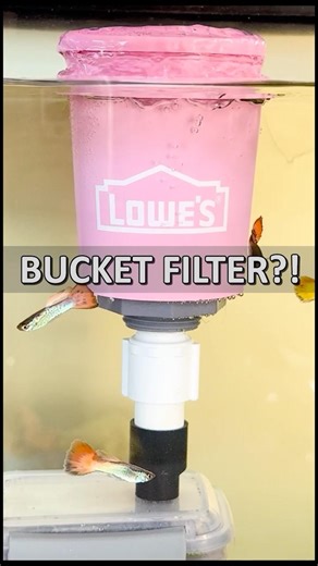 Can a Lowe’s Mini Bucket Become an Aquarium Filter?