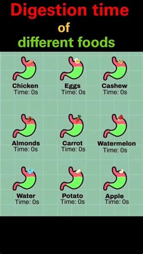 Digestion time of different foods🥣#digestion #time #food