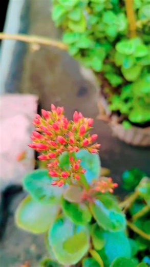 Spring Season first flower in my house #nature #greenry