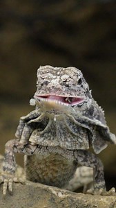 104K views · 1K reactions | Frilled Dragons Will Always Hold a Special Place in our Hearts 殺 練 #animals #reptile #dragon #reels | The Reptarium | Facebook