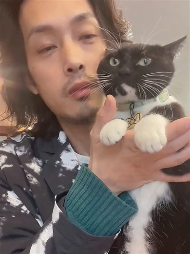 These Cat Reactions Will Make You Laugh Out Loud 🤣 #catsoftiktok #shorts #meow #kitten #cats #funnycat #cat #viral #cutecat #kitty #animal #funnyanimals #fyp #adorable