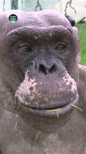 🌿 Hairless Chimpanzee Close Up View