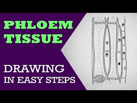 How to draw phloem in easy steps : 9th Biology : CBSE | ncert class 9 | Science Syllabus