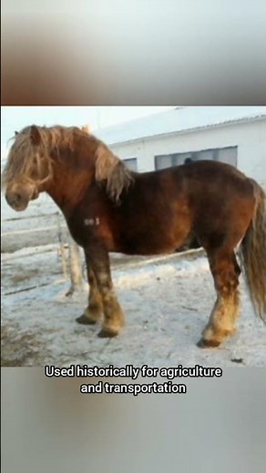 Russian Heavy Draft: Robust Heritage Horse of the North